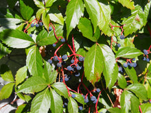 Parthenocissus quinquefolia