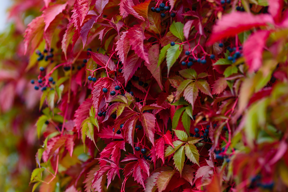 Parthenocissus quinquefolia 'Engelmannii'