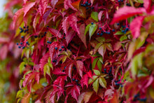 Parthenocissus quinquefolia 'Engelmannii'