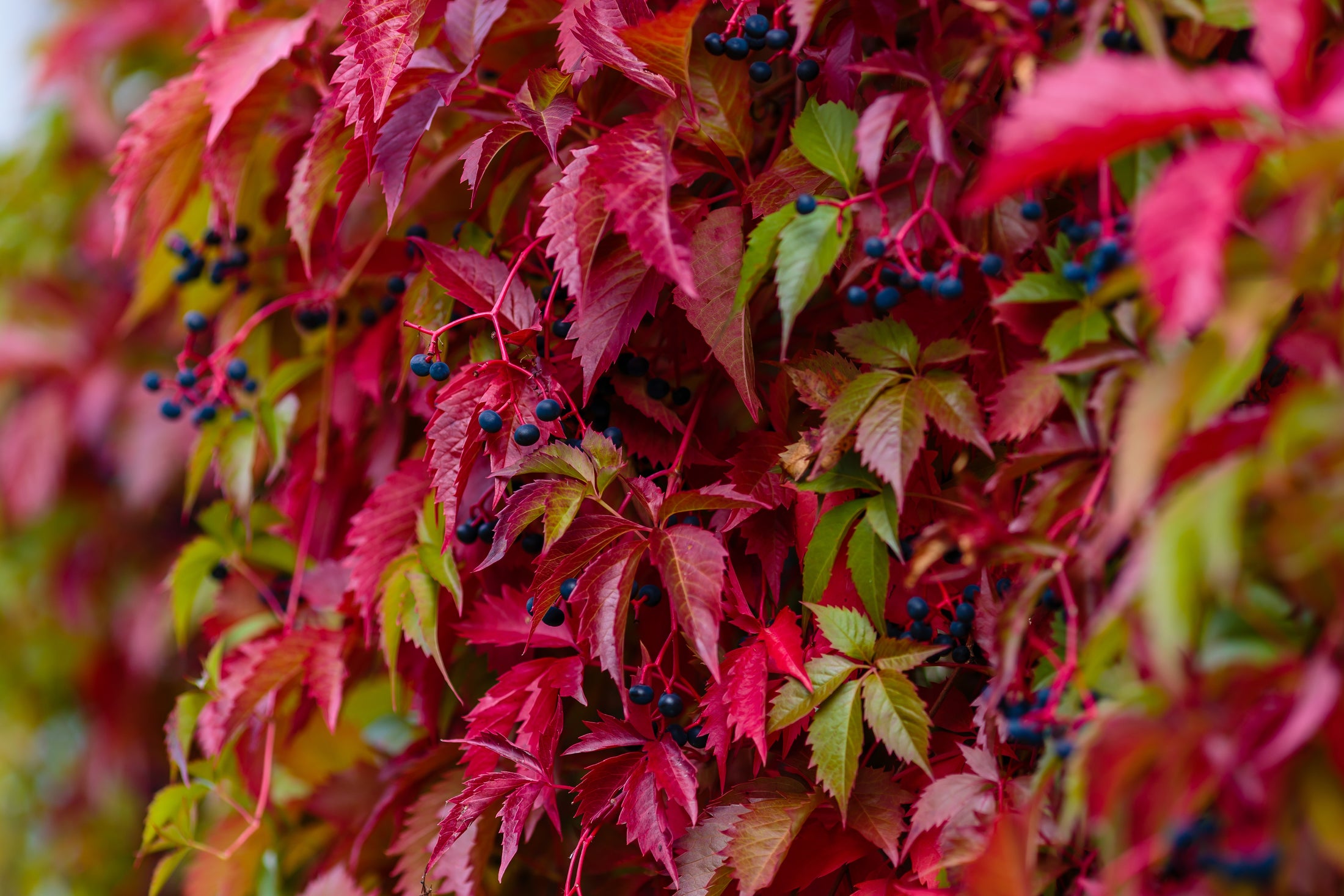 Parthenocissus quinquefolia 'Engelmannii'