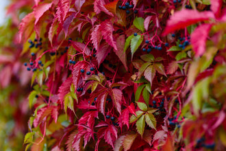 Vigne vierge à cinq folioles ‘Engelmannii’ (Parthenocissus quinquefolia)
