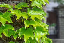 Parthenocissus tricuspidata 'Robusta'