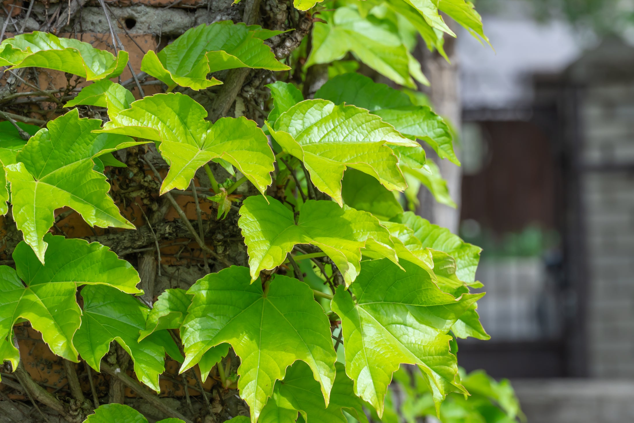 Parthenocissus tricuspidata 'Robusta'