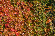 Parthenocissus tricuspidata 'Veitchii'