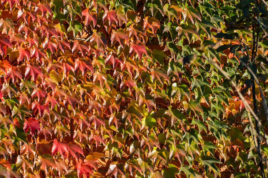 Parthenocissus tricuspidata 'Veitchii'