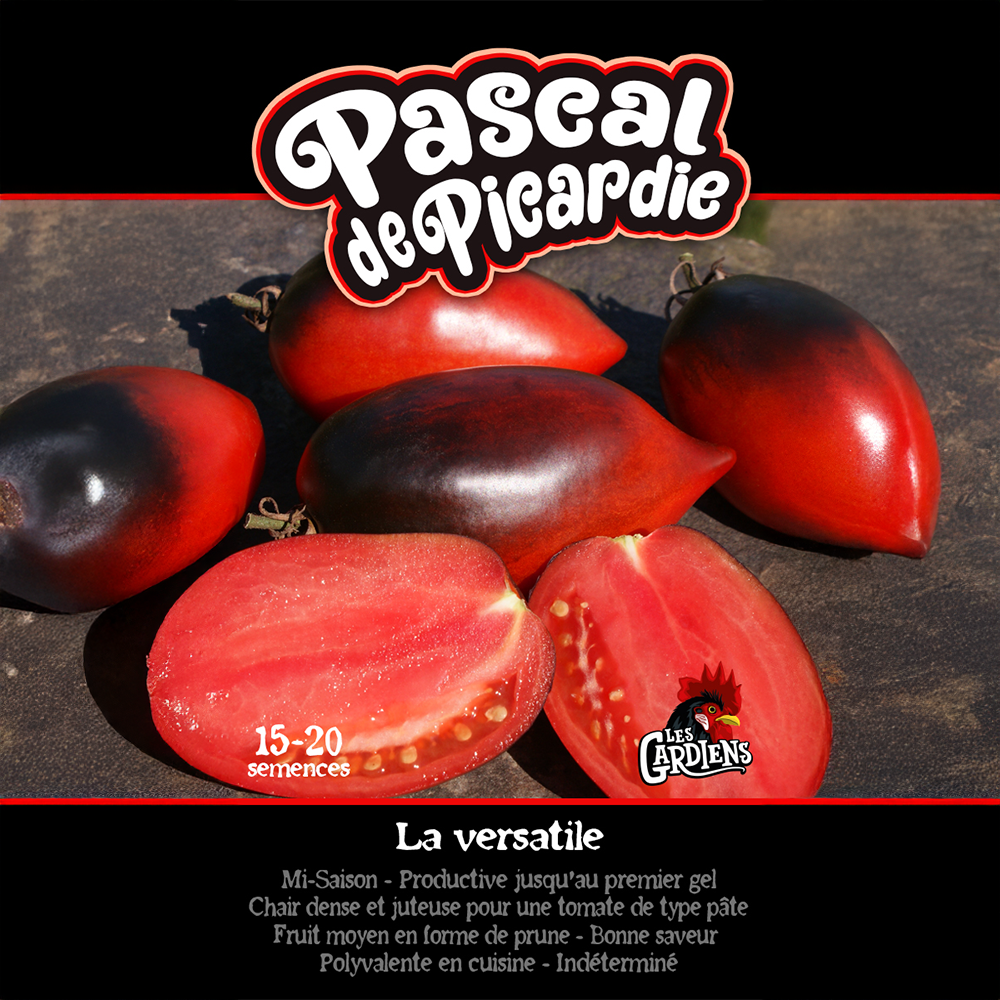 Close view of Pascal de Picardie tomato growing in sun, with healthy green foliage and clearly visible characteristic fruit. The photograph shows the variety’s typical shape, colour and stage of ripeness on a vigorous plant. Fruit stands out against the foliage and illustrates the appearance expected at harvest. The image helps gardeners recognize the cultivar in a bed or container.