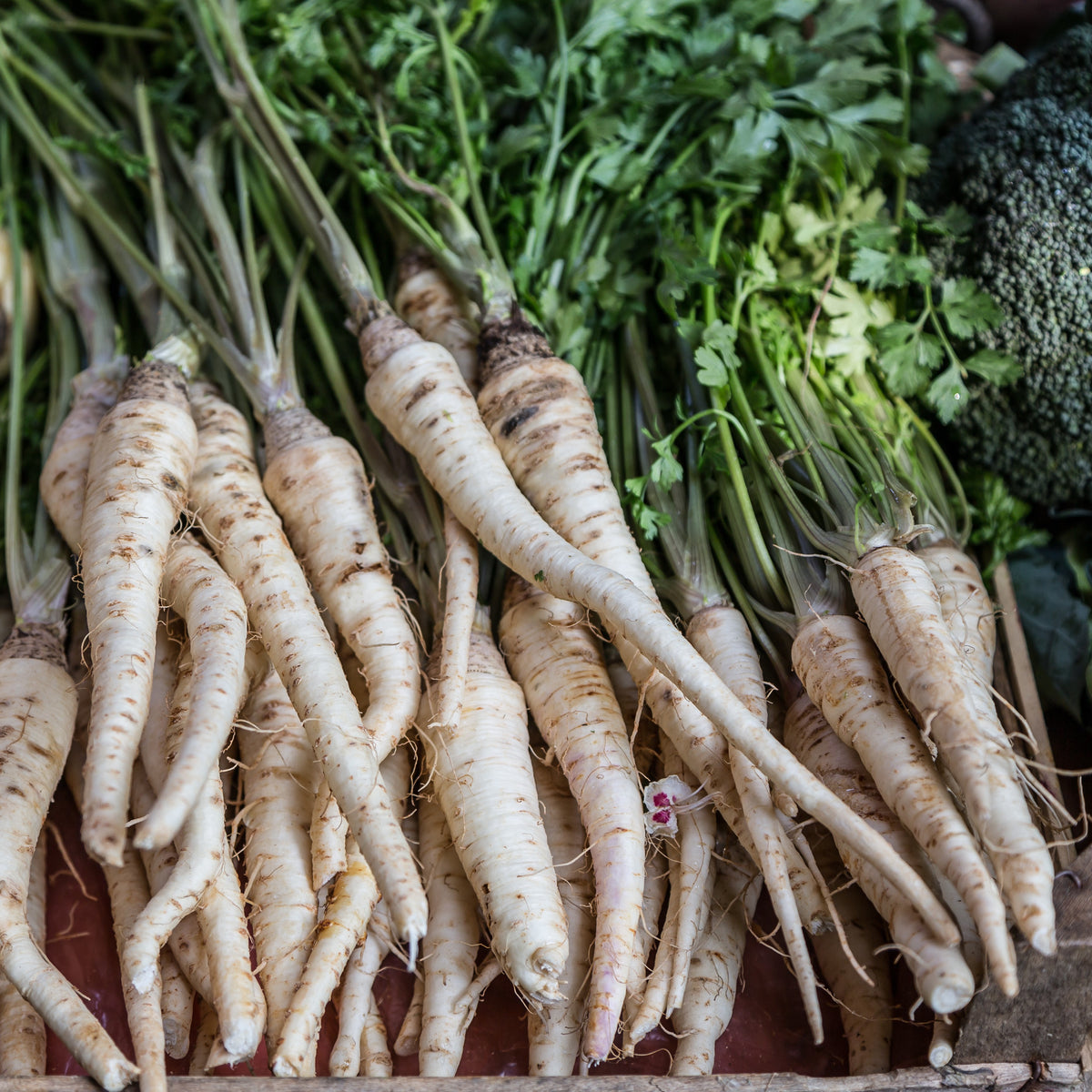 Parsnip 'Homeschooler'