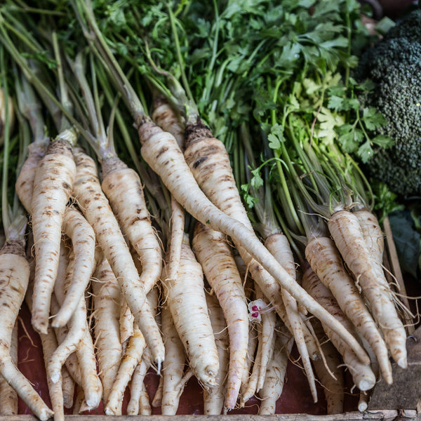 Parsnip 'Homeschooler'