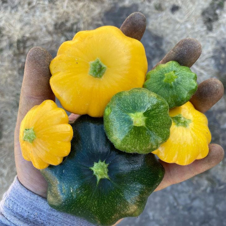 Pâtisson 'Patty Pan Mix Colors Summer Squash' bio