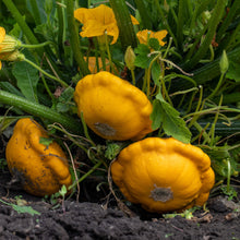 Organic 'Benning's' Pattypan Squash