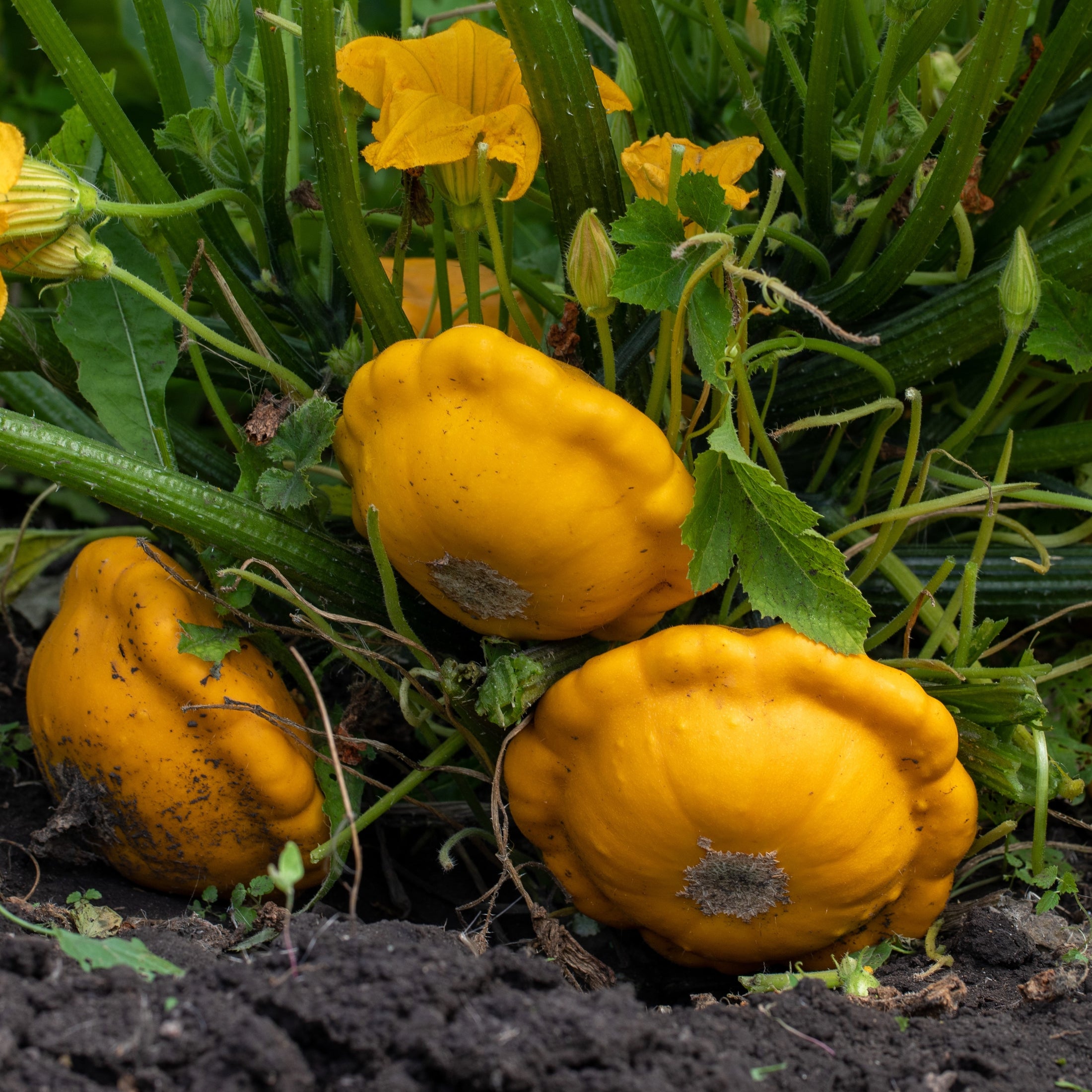 Organic 'Benning's' Pattypan Squash