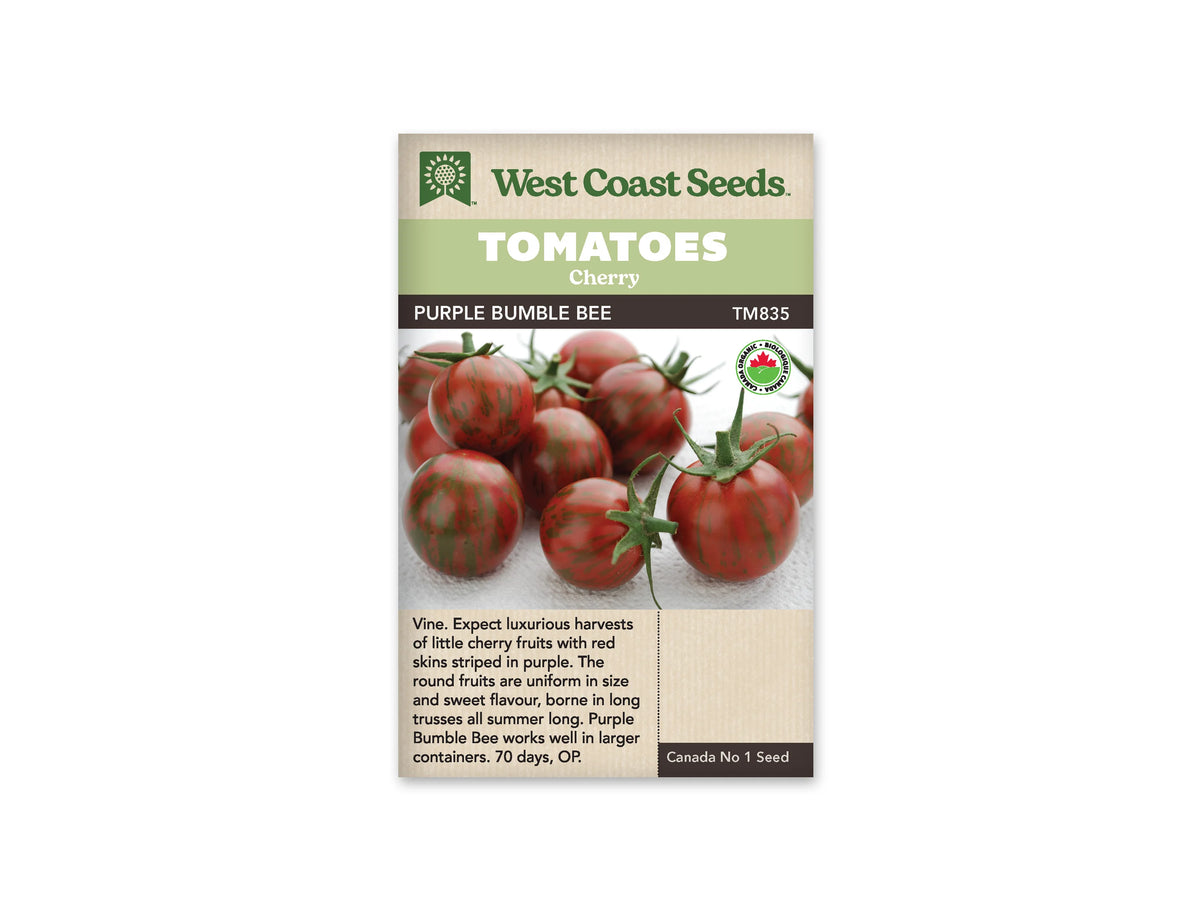 Sachet West Coast Seeds avec les mentions Tomatoes, Cherry et Purple Bumble Bee. La photo montre des tomates rondes rouge sombre à brun pourpre, marquées de rayures vertes. Plusieurs fruits gardent leur calice. Un petit logo biologique rond apparaît à droite. Le nom de la variété figure sur une bande foncée sous le bandeau vert.