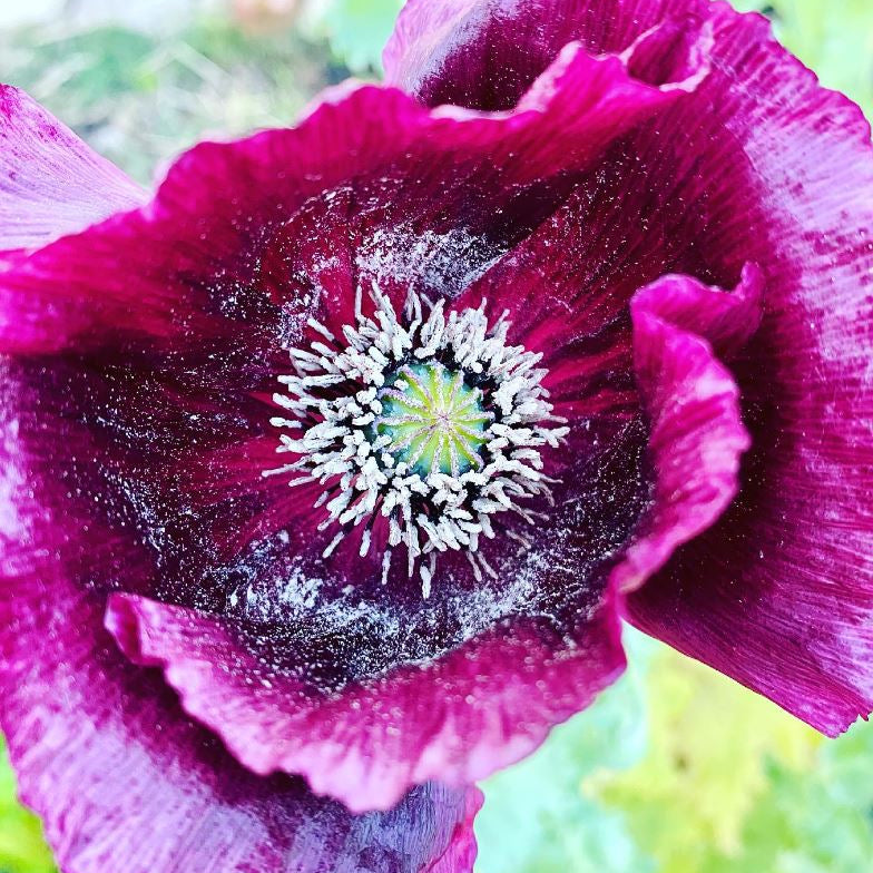 Pavot 'Black Beauty' bio