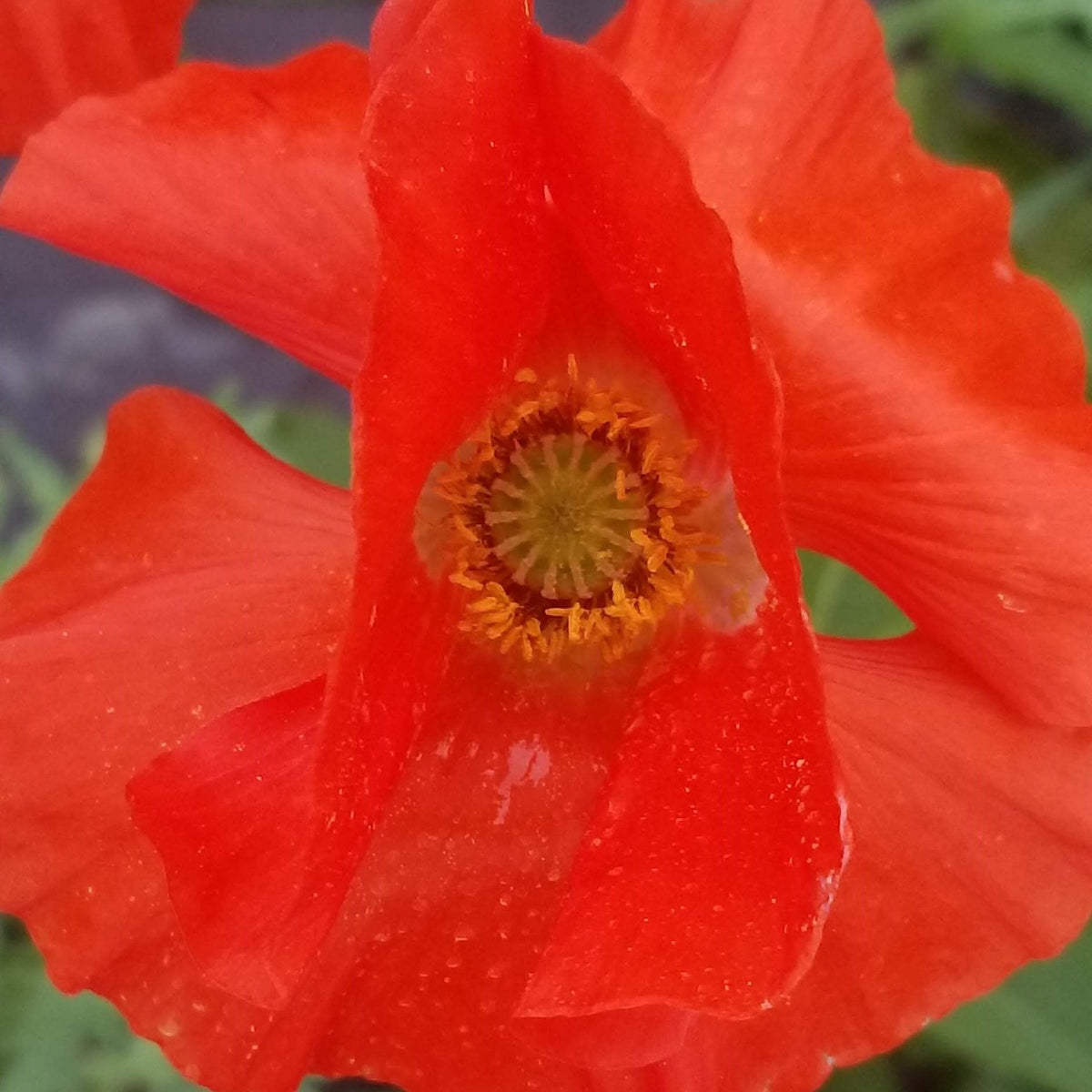 Pavot 'Corn Poppy' bio