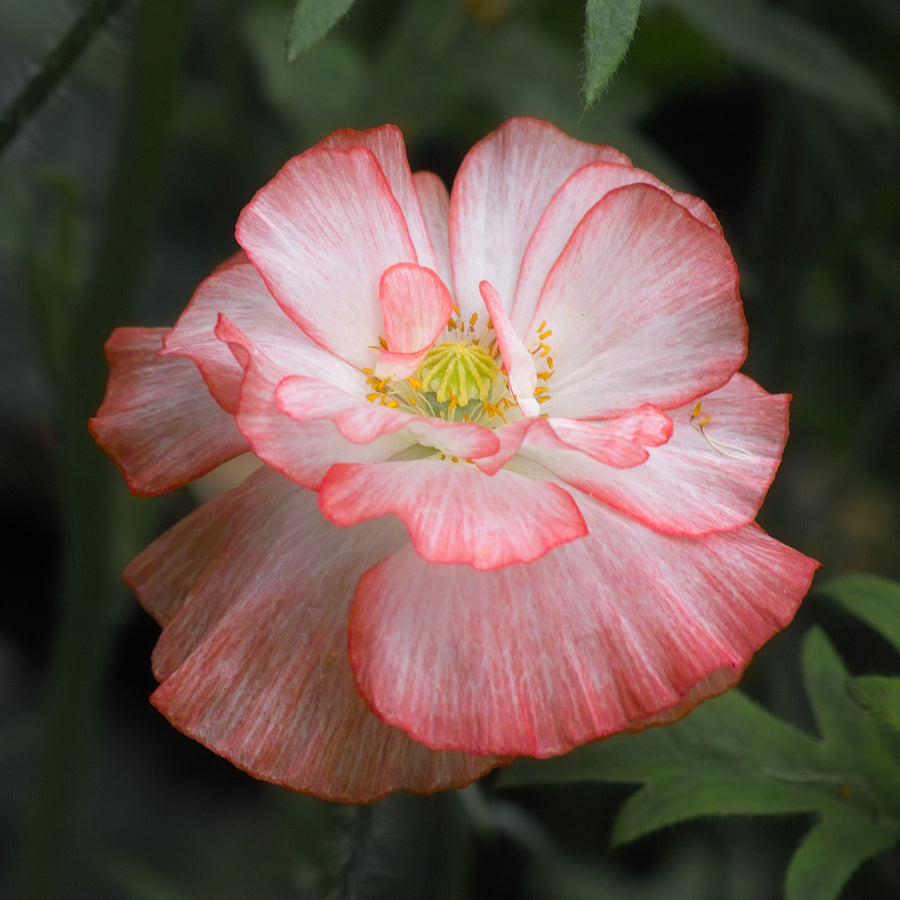 Pavot 'Double Shirley'