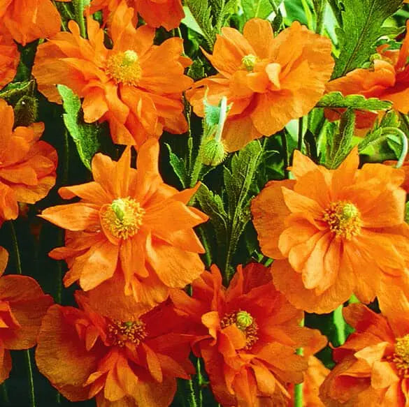 Photo de Pavot Espagnol Double Tangerine Gem™. Le pavot espagnol Double Tangerine Gem™ illumine le jardin avec ses magnifiques fleurs doubles d'un orange pâle éclatant. Sa floraison printanière spectaculaire est parfaite pour les amateurs de fleurs coupées ou pour apporter une touche lumineuse au jardin. La couleur caractéristique est : orange pâle.