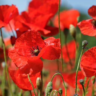 Des fleurs rouges aux pétales froissés se dressent sur de fines tiges vertes. Une corolle ouverte domine le centre, avec de petits éléments presque noirs dans sa gorge. D’autres fleurs rouges occupent le fond et les côtés. Des boutons verts allongés, couverts de fins filaments, apparaissent au bas, sur des tiges droites ou courbées.
