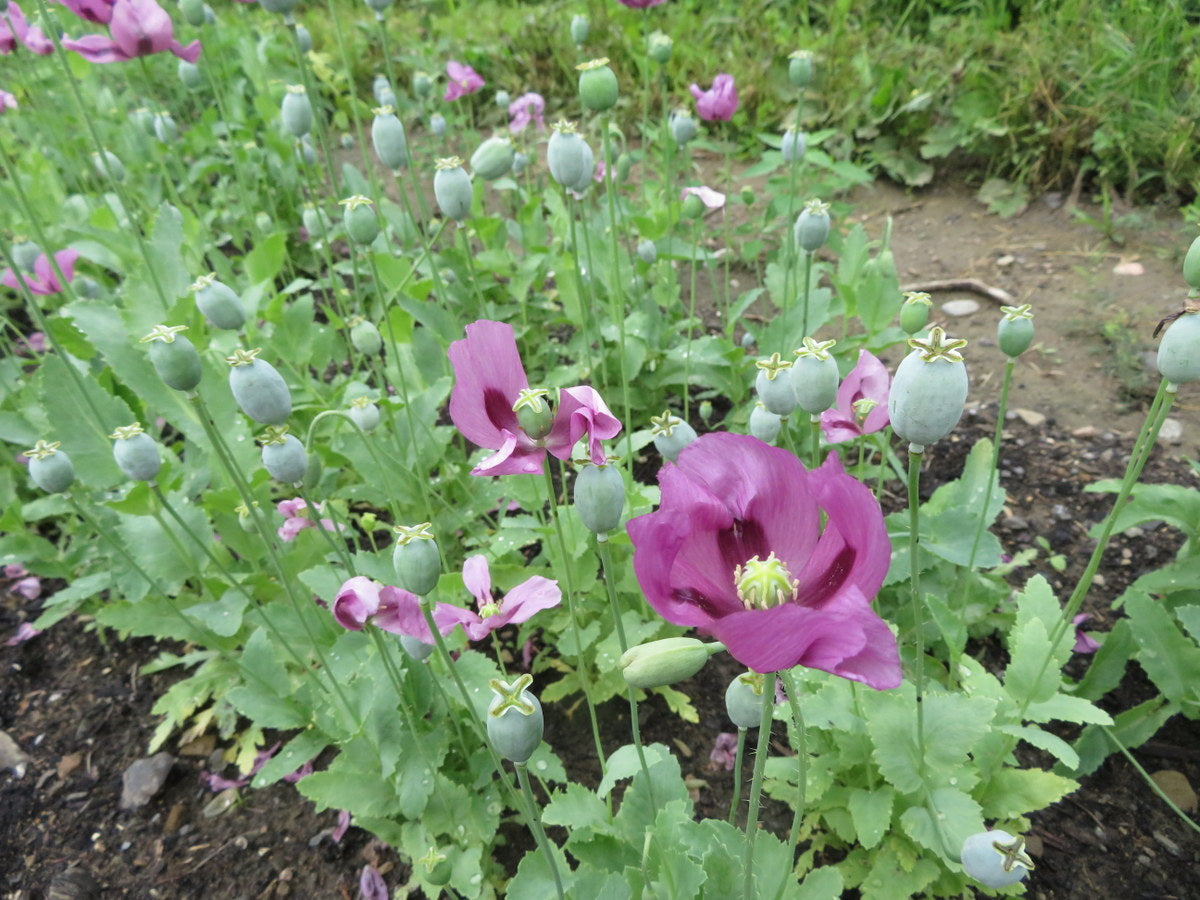 Poppy ‘Hungarian blue’ (<em>Papaver somniferum</em>)