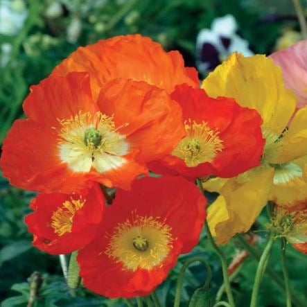 Organic 'Iceland' Poppy