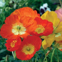 Organic 'Iceland' Poppy