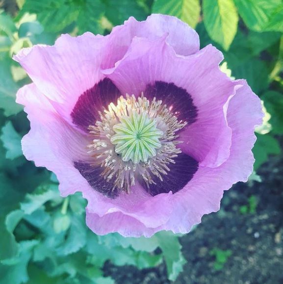 Organic 'Large Lavender' Poppy
