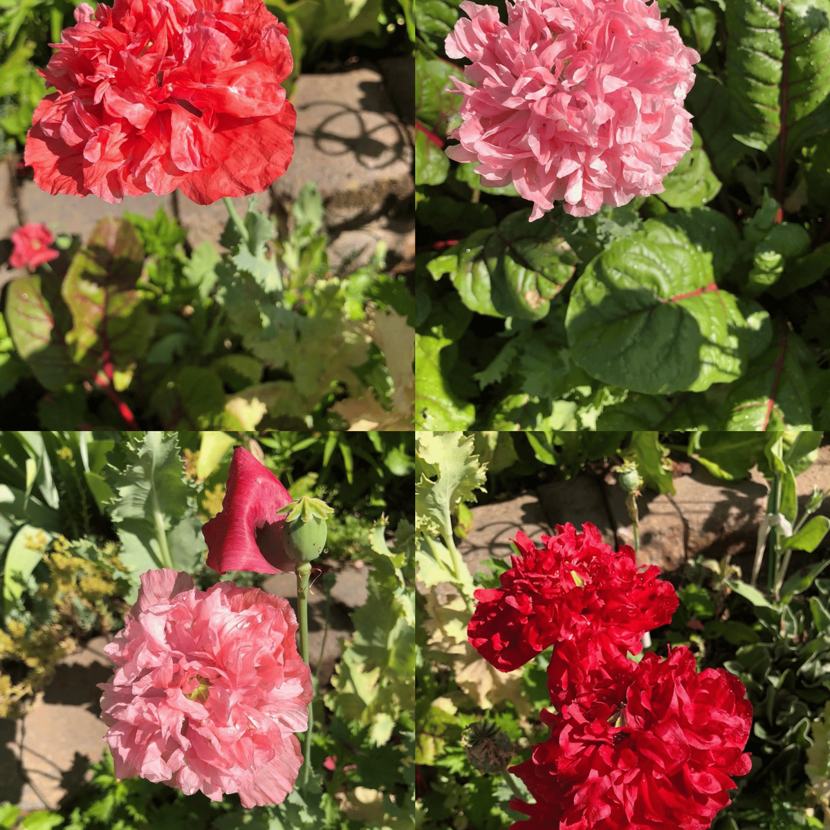 Pavot 'Red & Pink Double Mix' bio