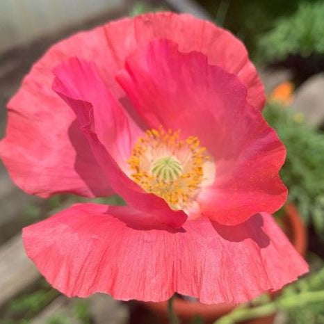Pavot 'Shirley's Choice Double Mix' bio
