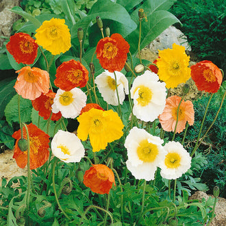 Des fleurs jaunes, orange, crème et blanches se dressent sur de fines tiges vertes. Leurs pétales larges et froissés entourent des centres jaunes ou orangés, parfois très bombés. Plusieurs boutons verts ovales restent fermés entre les corolles. Des feuilles allongées remplissent le bas, avec quelques pierres grises visibles derrière les tiges et le feuillage.