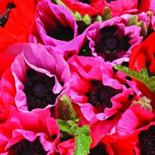 Pavot d'Orient Fruit Punch™ Mélange