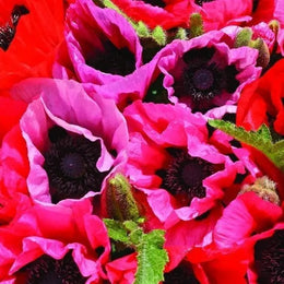 Pavot d'Orient Fruit Punch™ Mélange