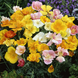 Des fleurs jaunes, blanches et roses se superposent dans une présentation serrée. Plusieurs corolles sont largement ouvertes, tandis que d’autres restent repliées en coupes plus étroites. Les pétales montrent des plis et de légères stries près des petits centres. Un feuillage vert fin occupe le bas, avec des fleurs violettes floues visibles derrière les groupes du premier plan.