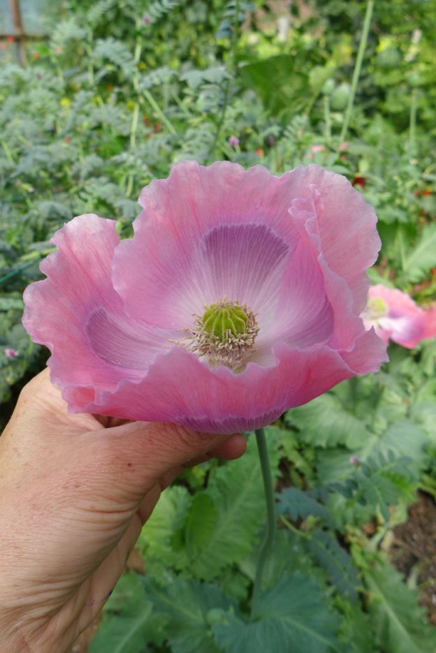 Poppy Giganthemum (<em>Papaver somniferum</em>)