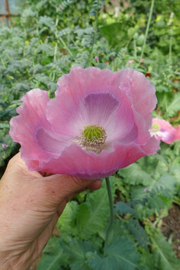 'Giganthemum' poppy