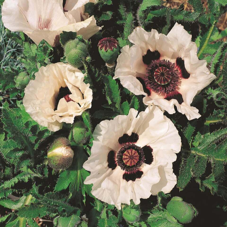 Oriental Poppy 'Checkers'