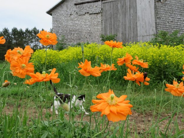 Atlas poppy 'Flore Pleno'