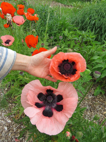 Oriental Poppy