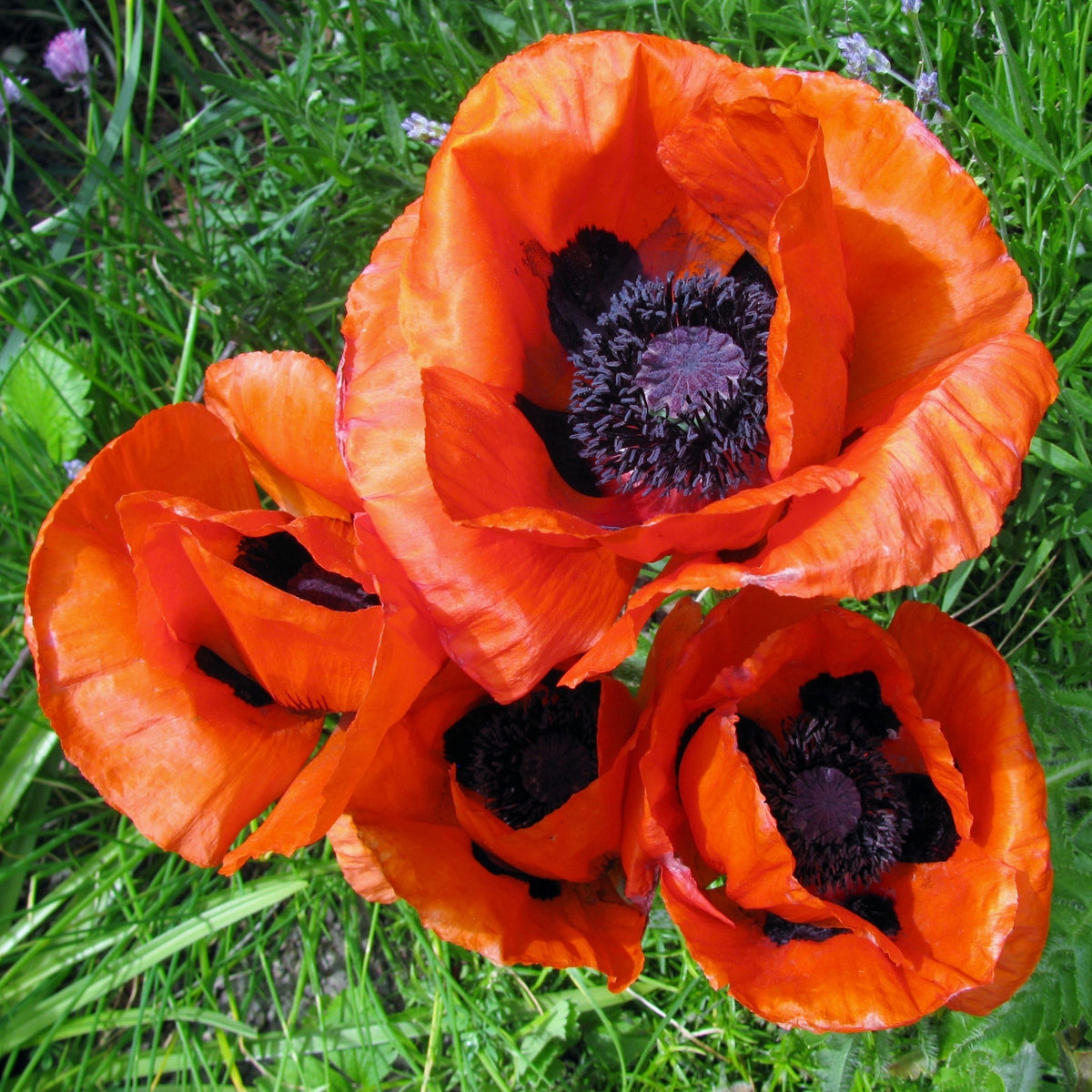 Pavot d'orient 'Pizzicato'