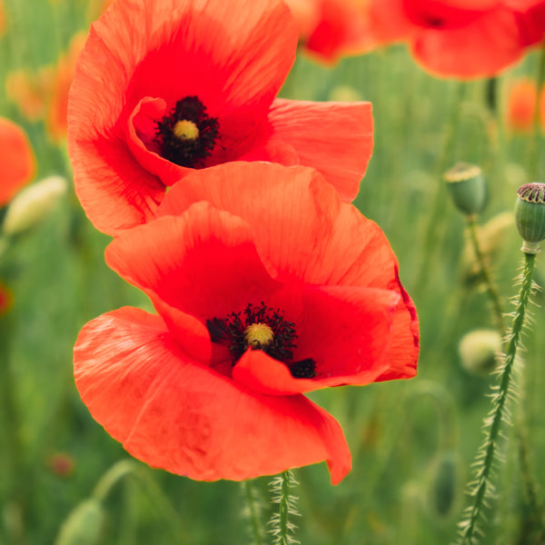 Pavot oriental 'Scarlet'