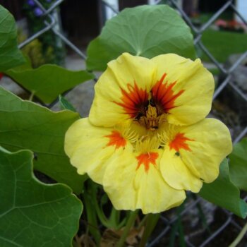Une fleur jaune pâle est photographiée de face devant de grandes feuilles vertes arrondies. Des marques rouge orangé partent du centre sombre et s’étendent sur plusieurs pétales. Les bords sont légèrement ondulés, avec des lignes fines dans le jaune. Un grillage gris apparaît derrière le feuillage, et une tige verte descend sous la fleur.