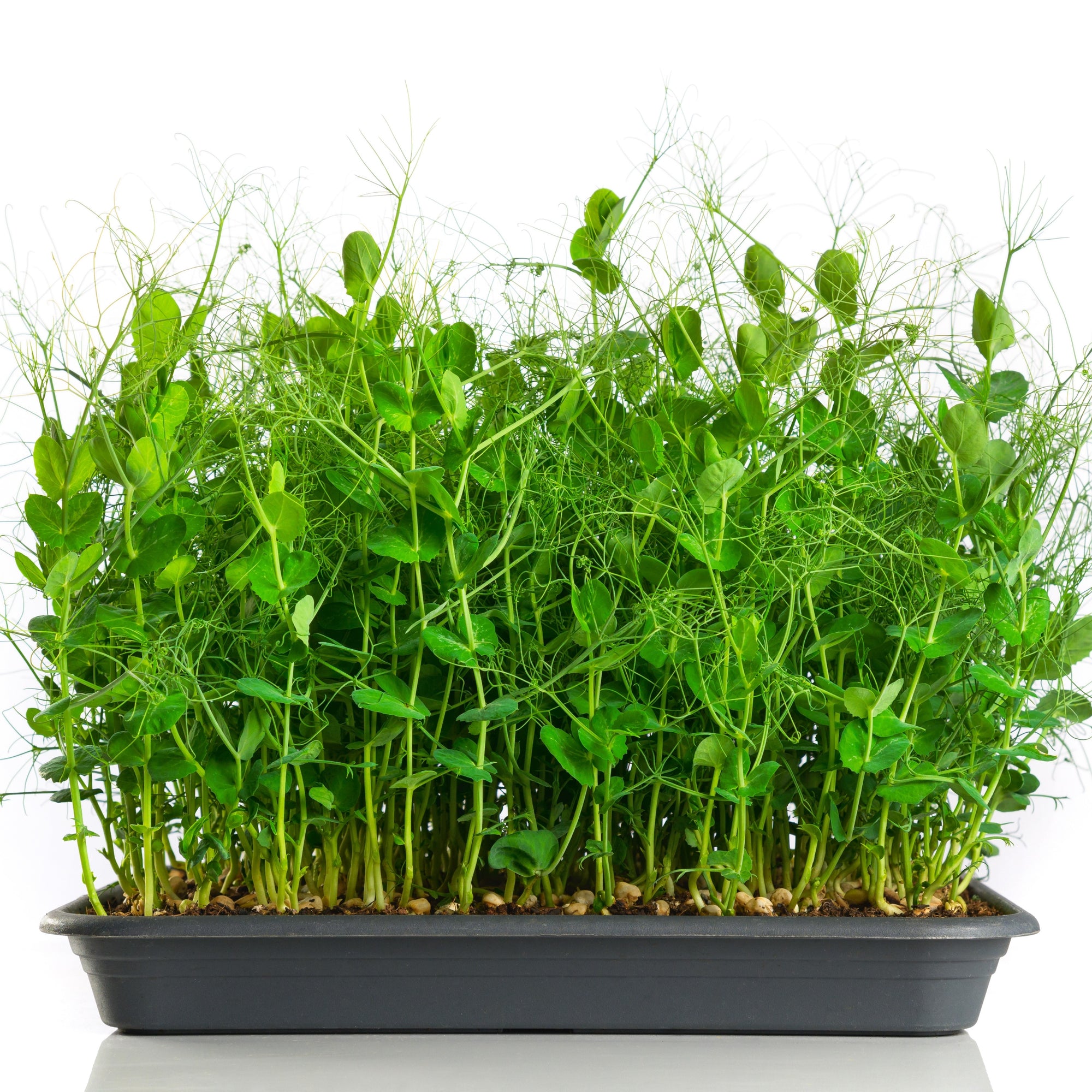 Photo de Micropousses de pois bio. Le visuel permet d’observer les contours, les teintes et la disposition des éléments présentés. Les détails de forme et les contrastes donnent un aperçu de l’apparence de cette plante ou de sa récolte. Cette photographie accompagne la variété nommée afin de l’identifier dans la sélection de semences.