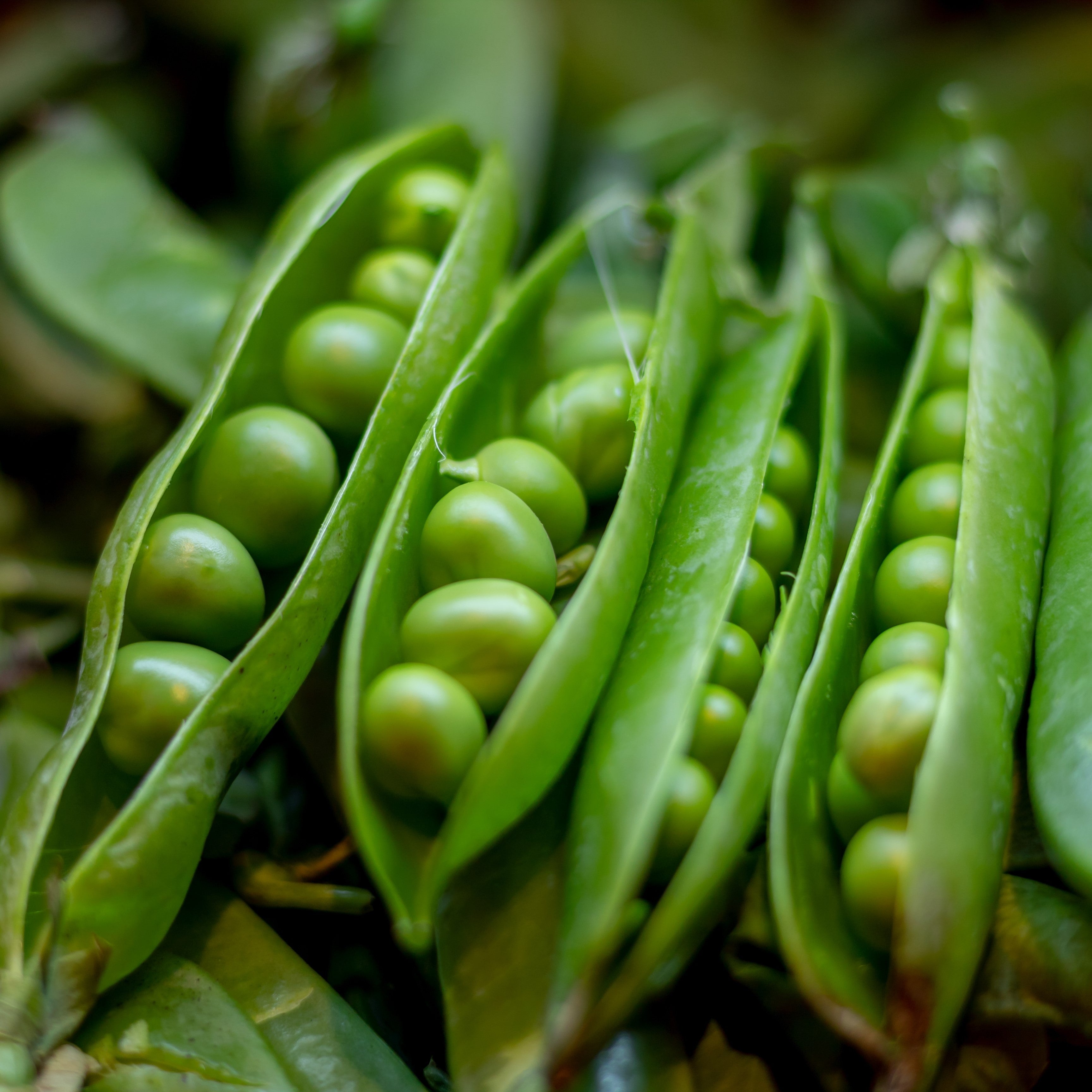 WH Perron Seeds | Shelling Peas – Pépinière.ca