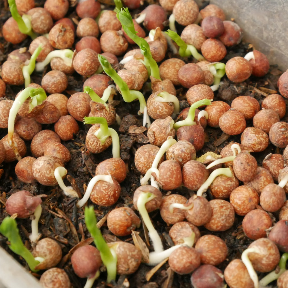Micropousses de pois 'Maple' bio