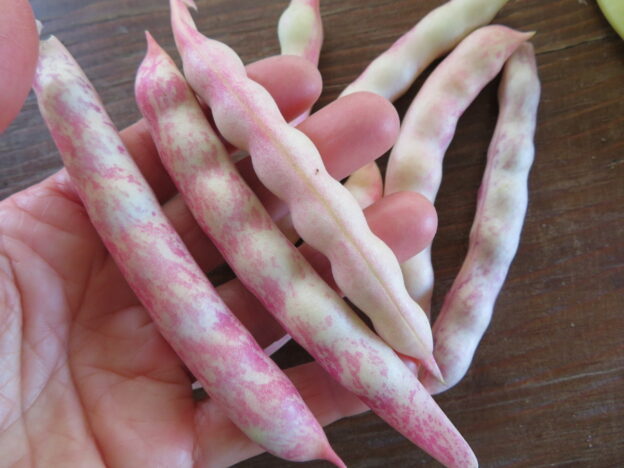 Haricot ‘Pellegrini’ (<em>Phaseolus vulgaris</em>)
