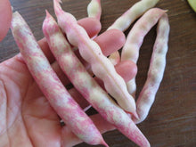 Haricot ‘Pellegrini’ (<em>Phaseolus vulgaris</em>)