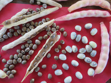 Haricot ‘Pellegrini’ (<em>Phaseolus vulgaris</em>)