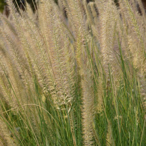 Pennisetum 'Desert Plains'