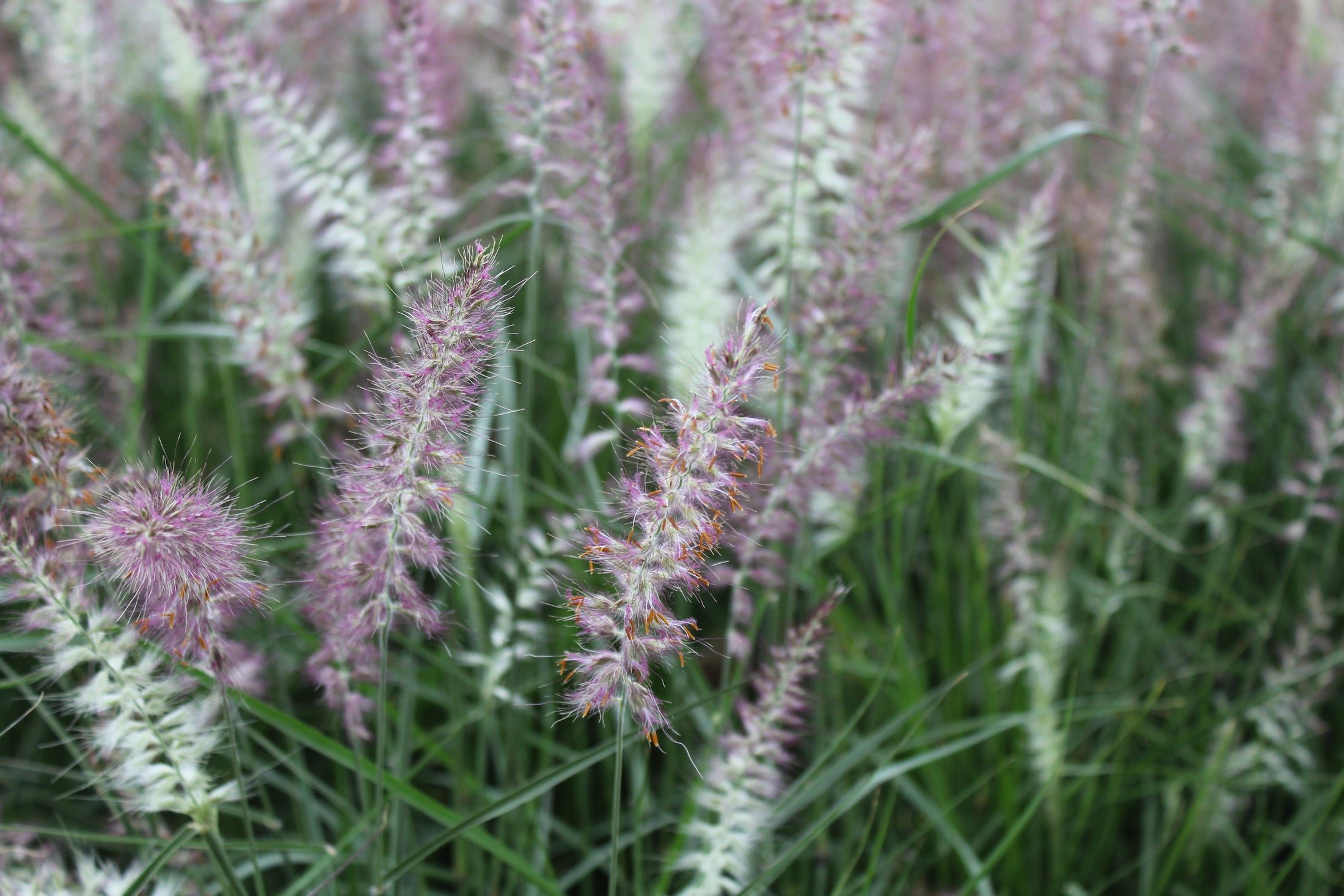 Pennisetum 'Karley Rose'