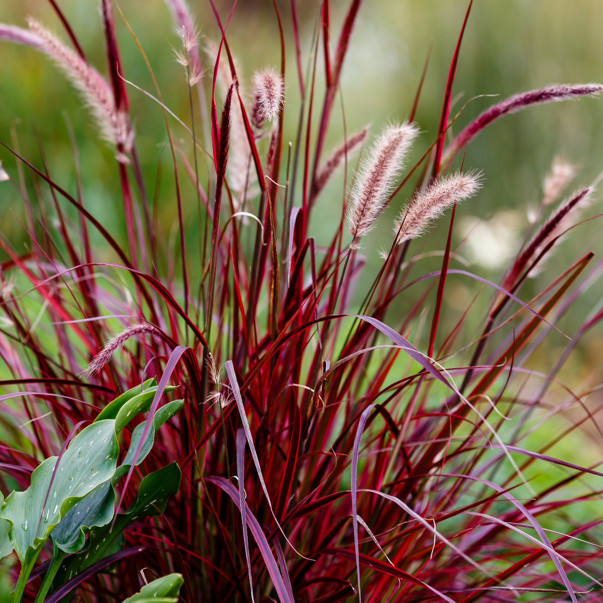 Pennisetum 'Rubrum' (set.)