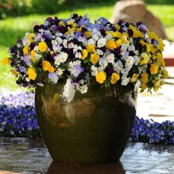 Photo de Pensée Cool Wave® Mélange F1. Cool Wave® Mélange F1 est une pensée retombante exceptionnelle, qui se distingue par ses fleurs moyennes et sa polyvalence au jardin. La couleur caractéristique est : couleurs variées. Le visuel permet d'observer les contours, les teintes et la disposition des éléments présentés. Les détails de forme et les contrastes donnent un aperçu de l'apparence de cette plante ou de sa récolte.
