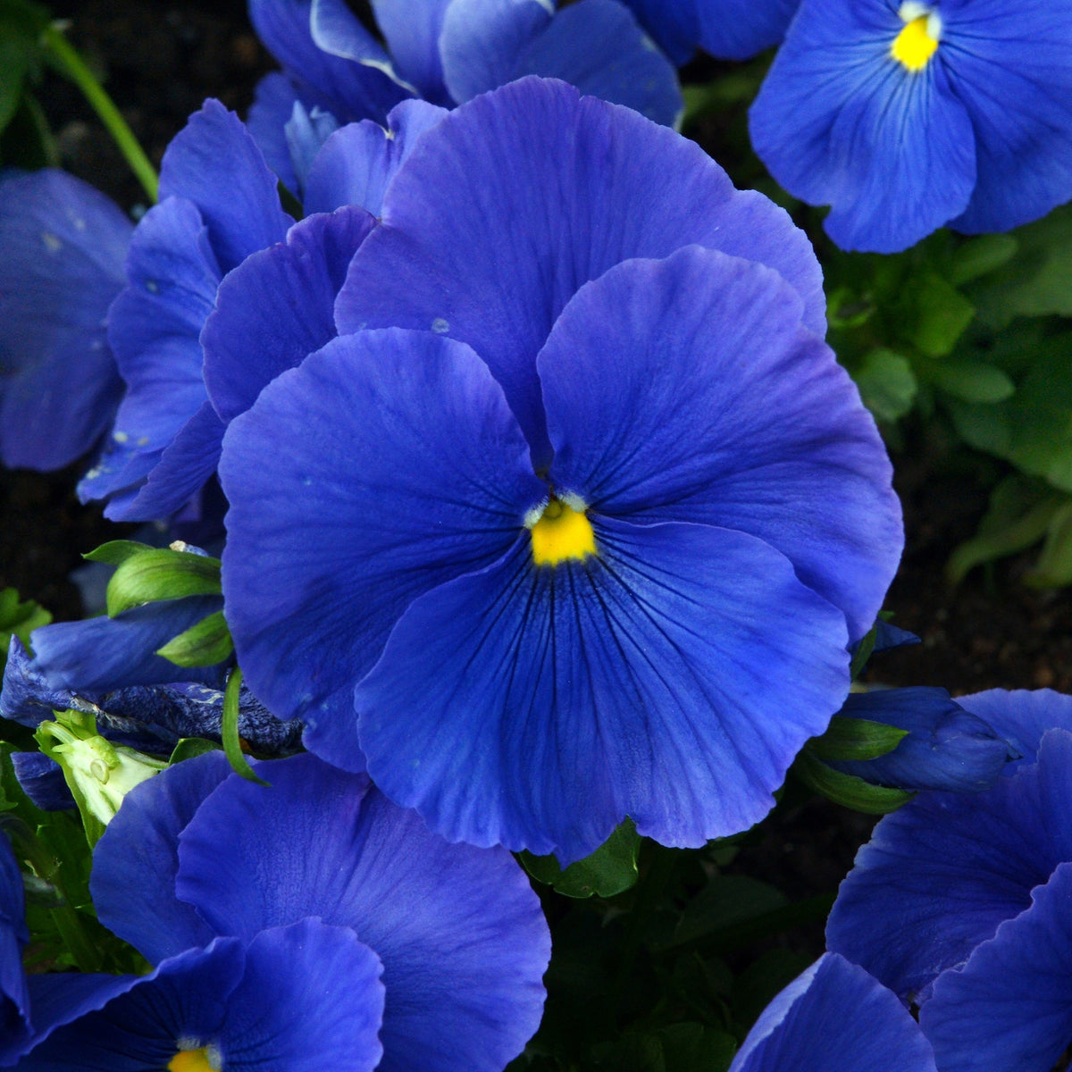 Une grande fleur bleu violet se trouve au centre, entourée de plusieurs fleurs de la même couleur. Les pétales larges et ondulés portent de fines lignes foncées convergeant vers une petite gorge jaune. Une zone sombre souligne le milieu de la corolle. Des feuilles vertes et des ombres apparaissent entre les fleurs et le long des bords.